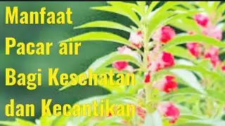 Manfaat Bunga  Pacar Air Bagi Kesehatan dan Kecantikan @gurubangsa9617