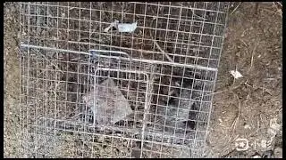Cara memasang Perangkap tikus umpan Terasi (2/1/2026)