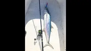 King mackerel vs BOSSNA rod Fighter 76 XG and reel  Pitbull GX 4500H/ Fishing Abu Dhabi UAE