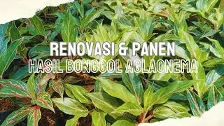Bikin 'Pabrik' Tanaman Aglaonema