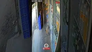 Monkey Opens Store Fridge and Steals a Drink! 🐒🥤😂