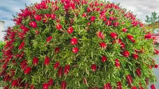 Каллистемон(Красивотычиночник или Краснотычиночник)Callistemon