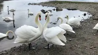 Mute swan courtship love heart coast