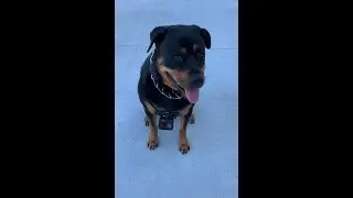 GoPro Introducing Fetch Dog Harness