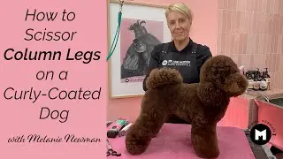 How to scissor column legs on a curly coated dog.