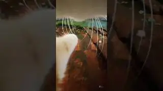 Crazy Cat Adventure