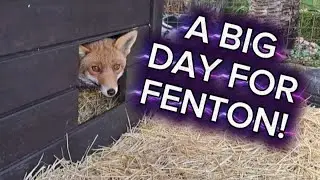 Fenton goes up to the sanctuary 🦊❤️ #fox #wildlife #cute #fyp #viralvideo 