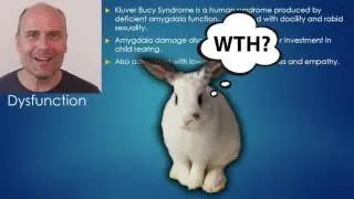 The Genetics of Politics   Liberals vs  Conservatives   Gene Wars P2