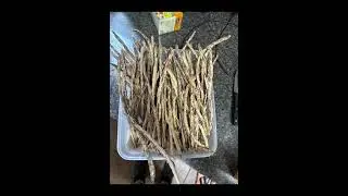 This weeks bean harvest.  South Florida gardening 10b. #floridagardening #gardening