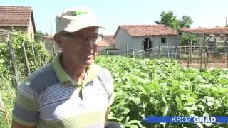 Posadili bamiju – neobično i retko povrće