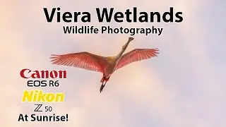 Viera Wetlands Wildlife Photography at Sunrise in January &bull; Nikon Z50 & Canon R6