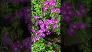 POOPOLI 2026 | Wayanad flower show 