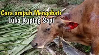 Cara Menyembuhkan Kuping Sapi Yang Sakit Banyak Hewan Kecilnya