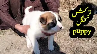 Kangal puppy for sale in Pakistan|biggest dog puppy mandi|#kangal #dogs