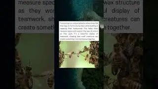 The Beautiful Way Bees Work Side by Side