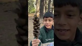 Happy Makar Sankranti 2025.मकर संक्रांति के अवसर पर हम गए जंगल से लकड़ीलेने.#SaveForest#SaveLife.
