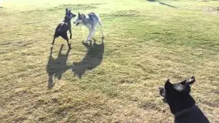 Dogs playing at Freedom dog park