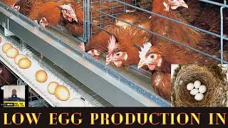CAUSES OF LOW EGG PRODUCTION IN CHICKENS. Reasonsfor low egg