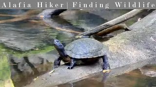 Walking the Ponce de Leon Springs State Park