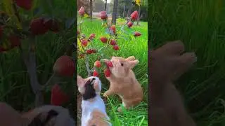 Rabbit eats the cat and looks at the cute pet  Rabbit  Little cute pet in the countryside #lol #vine