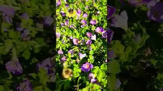 I love 🐝 🐝 🐝   slow motion is wild. #bees #savethebees #ilovebees #flowers
