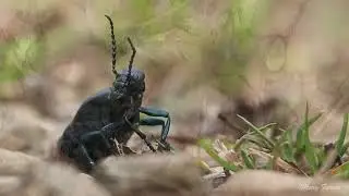American Oil Beetle