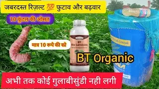 TATA Digaz Top 🔝 वैरायटी कपास। जबरदस्त बढ़वार। ये दवाई का छिड़काव करें आपकी #कपास में शानदार #टिंडे।