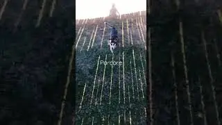 Parcore dog