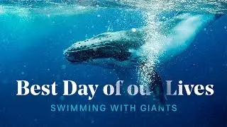 Swimming with HUMPBACK WHALES in TONGA 🐋 Unbelievable Experience