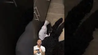 Que bicho estranho &eacute; esse gente