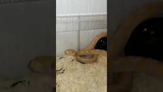 Coral platinum retic python