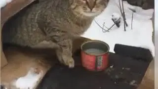 Кошачье общежитие