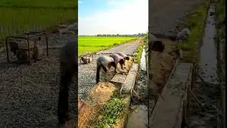 Muddy Village Dirt Road to New Road & Clean Canal | Rural Infrastructure Transformation #beforeafter