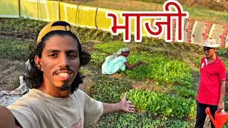 मातीचा सुगंध असलेली आमच्या शेतावरची भाजी
