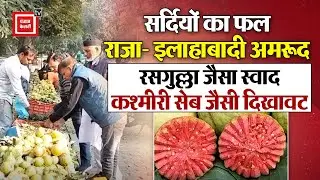 Allahabadi Guava: रसगुल्ला जैसा स्वाद, कश्मीरी सेब जैसी दिखावट: इलाहाबादी अमरूद बना ठंडी का सितारा
