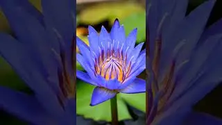 Blue colour water lilly #lilly #waterlilly #flower #greenlove #gardening #plantation #nature #shorts