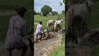 Very nice, farmer plowing with 2 cows in Cambodia 29.10.2025 🇰🇭🇨🇮🇧🇩