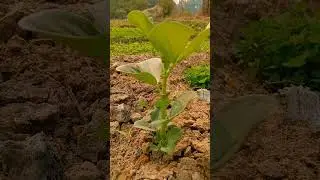 Broad bean | Bakla | #kudiyeni #broadbean #bean #agriculture #vegetables #photography #ytshorts #yt