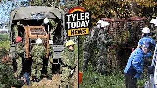 Японские военные направлены на помощь в борьбе с вышедшей из-под контроля популяцией медведей