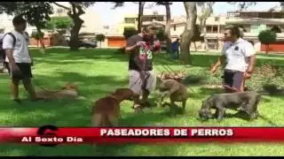 Paseadores de perros: un oficio que gana terreno en Lima
