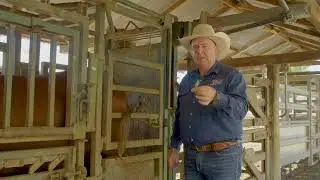 Santa Gertrudis Australia. How to Take a DNA Test: Method #1 - Hair Follicle sample