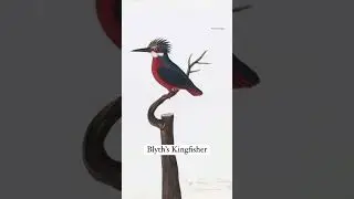 #birds #birdwatching #india #ancientindia #rare #rarebirds #18thcentury #yt #history #historyofindia