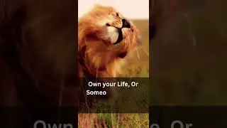 #lionstatus #shortslion #shortsupdate #lion #tiger #lionlover #likealion