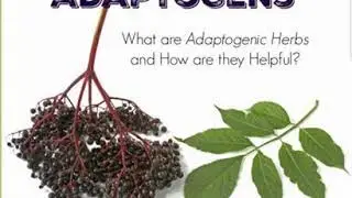 M'education Class #25 Adaptogens & Collagen