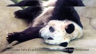 End Pandas YaYa & LeLe&rsquo;s suffering and send them back home now!