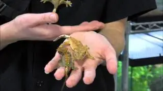 Small Flame Crested Geckos