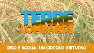 Terre Lombarde - Riso e acqua, un circolo virtuoso