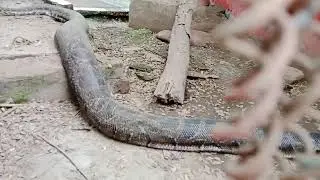 ঢাকা চিড়িয়াখানা Bangladesh 