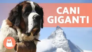 10 RAZZE DI CANI MOLOSSOIDI 🔥 (+ Curiosit&agrave;)