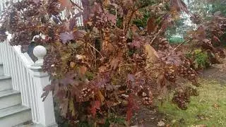 Wildlife Removal Edison NJ 732 698 8387